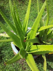 aloe-vera-314458_1280