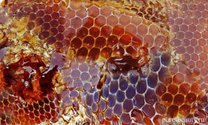 honey-948452_1280 с именем